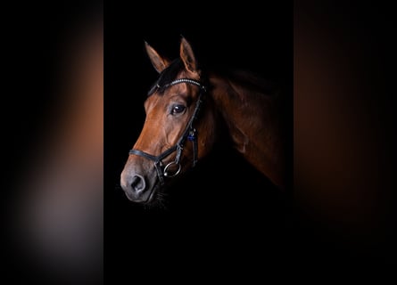 German Sport Horse, Mare, 10 years, 16,1 hh, Brown