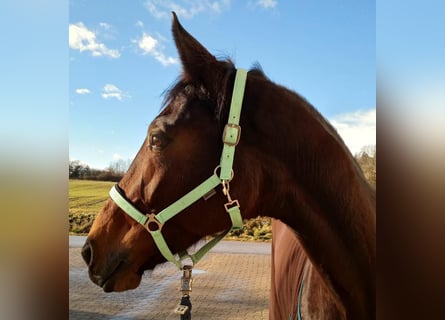 German Sport Horse, Mare, 10 years, 16,2 hh, Bay-Dark