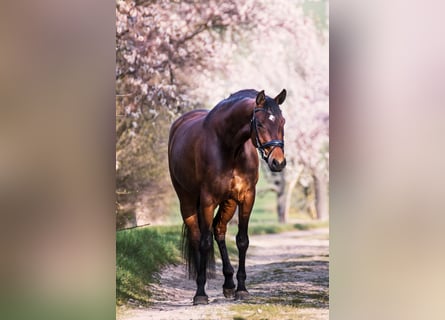 German Sport Horse, Mare, 10 years, 16,2 hh, Brown