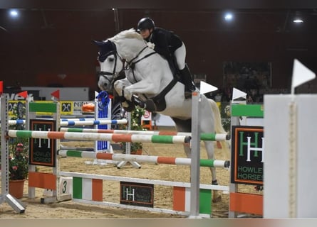 German Sport Horse, Mare, 10 years, 17.2 hh, Gray
