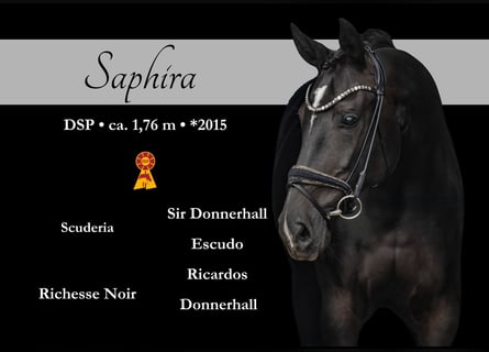 German Sport Horse, Mare, 10 years, 17,1 hh, Black