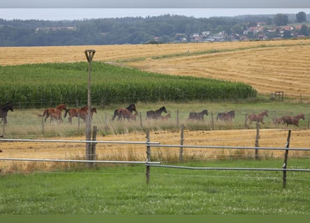 German Sport Horse, Mare, 10 years, Black