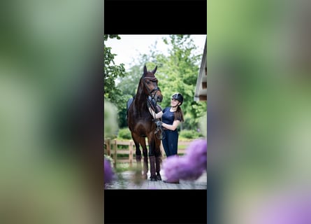 German Sport Horse, Mare, 11 years, 16.1 hh, Bay-Dark
