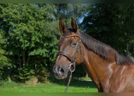 German Sport Horse, Mare, 11 years, 16.2 hh, Chestnut