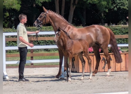 German Sport Horse, Mare, 11 years, 16.2 hh, Chestnut-Red