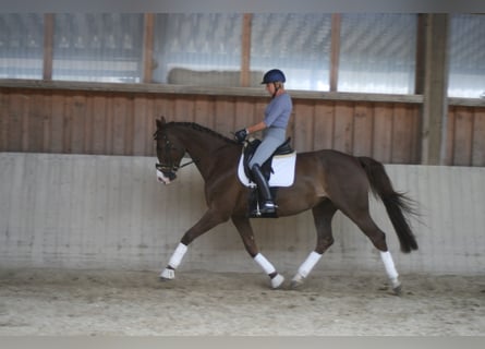 German Sport Horse, Mare, 11 years, 16.3 hh, Chestnut