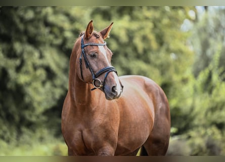 German Sport Horse, Mare, 11 years, 16,3 hh, Chestnut