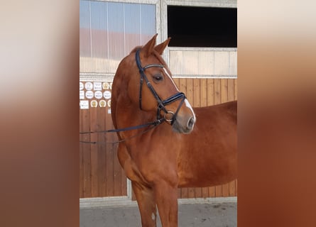 German Sport Horse, Mare, 11 years, 17 hh, Chestnut-Red