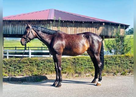 German Sport Horse, Mare, 11 years, 17,1 hh, Bay-Dark