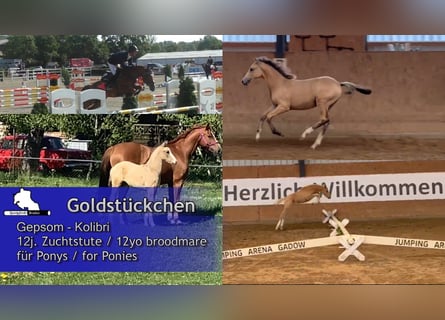 German Sport Horse, Mare, 12 years, 15.1 hh, Chestnut-Red