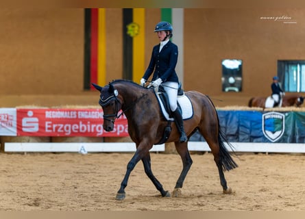 German Sport Horse, Mare, 12 years, 16.1 hh, Brown
