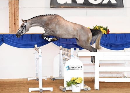 German Sport Horse, Mare, 12 years, 16.3 hh, Gray