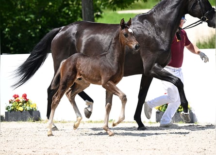 German Sport Horse, Mare, 12 years, 16,1 hh, Bay-Dark