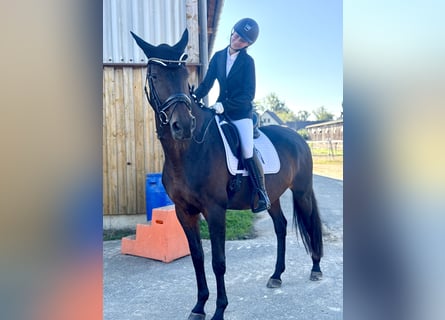 German Sport Horse, Mare, 12 years, 17 hh, Brown