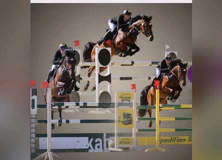 German Sport Horse, Mare, 14 years, 16.1 hh, Brown