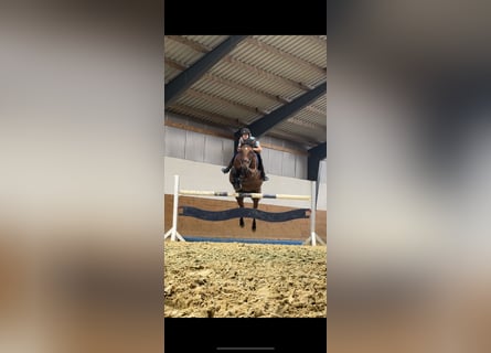 German Sport Horse, Mare, 14 years, 16.2 hh, Brown