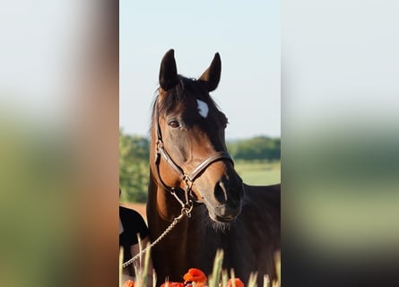 German Sport Horse, Mare, 15 years, 15.3 hh, Brown