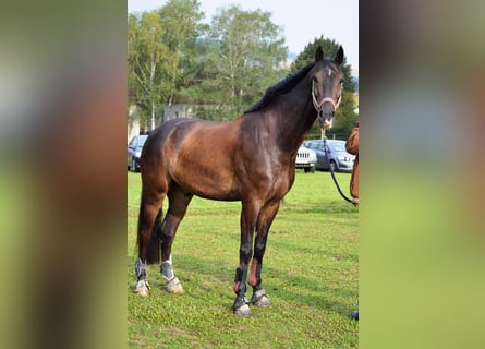 German Sport Horse, Mare, 15 years, 16,3 hh, Brown