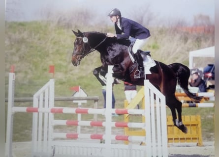 German Sport Horse, Mare, 17 years, 16.2 hh, Bay-Dark