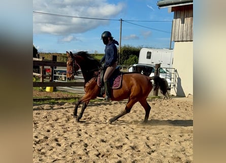 German Sport Horse, Mare, 17 years, 16,1 hh, Brown