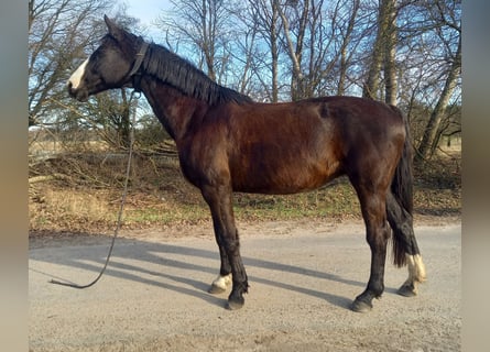 German Sport Horse, Mare, 18 years, 16.1 hh, Black