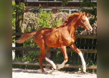 German Sport Horse, Mare, 1 year, 14.1 hh