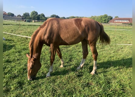German Sport Horse, Mare, 1 year, 16.2 hh, Chestnut-Red