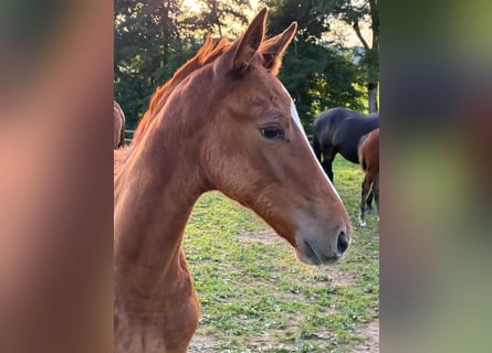 German Sport Horse, Mare, 1 year, 16.2 hh, Chestnut-Red