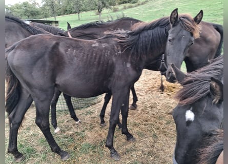 German Sport Horse, Mare, 1 year, 16.2 hh, Smoky-Black