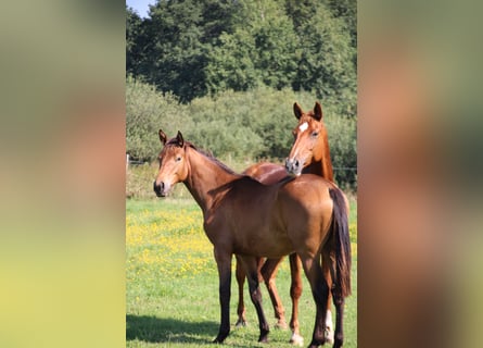German Sport Horse, Mare, 1 year, 16 hh, Brown