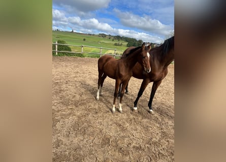German Sport Horse, Mare, 1 year, 16 hh, Brown