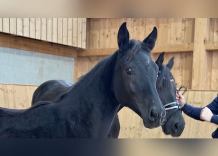 German Sport Horse, Mare, 1 year, Black
