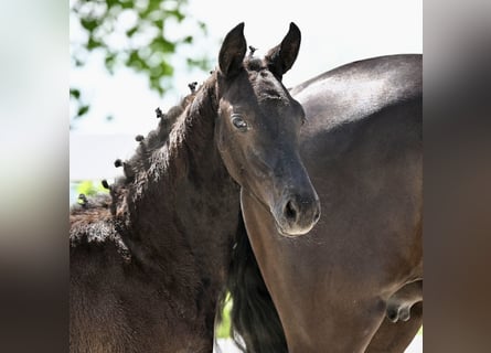 German Sport Horse, Mare, 1 year, Black