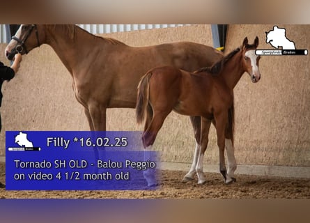 German Sport Horse, Mare, 1 year, Brown