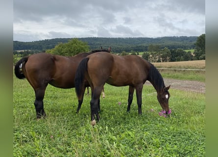 German Sport Horse, Mare, 1 year, Brown