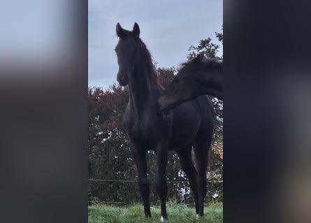 German Sport Horse, Mare, 1 year