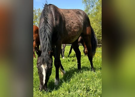 German Sport Horse, Mare, 2 years, 15.1 hh, Black