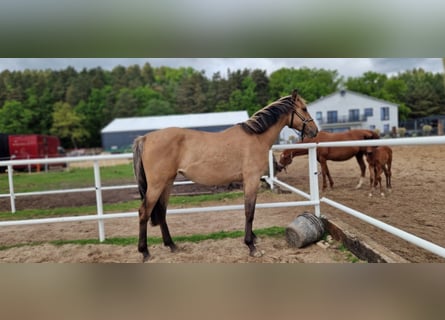 German Sport Horse, Mare, 2 years, 15,3 hh, Dun