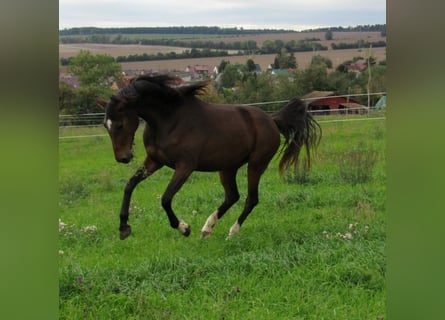 German Sport Horse, Mare, 2 years, 16,1 hh, Brown