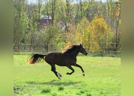 German Sport Horse, Mare, 2 years, 16,1 hh, Brown German Sport Horse, Mare, 2 years, 16,1 hh, Brown