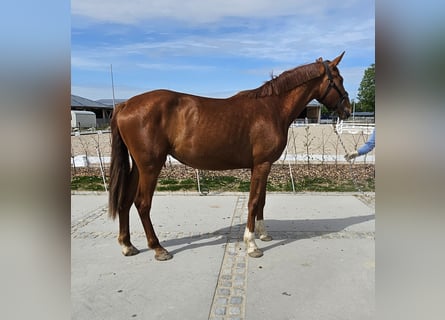 German Sport Horse, Mare, 2 years, 17.1 hh, Chestnut-Red
