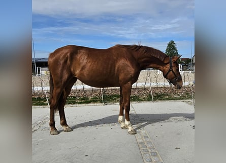 German Sport Horse, Mare, 2 years, 17.1 hh, Chestnut-Red