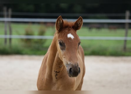 German Sport Horse, Mare, 2 years, Chestnut-Red
