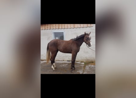 German Sport Horse, Mare, 2 years, Chestnut