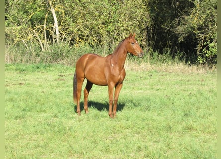 German Sport Horse, Mare, 2 years