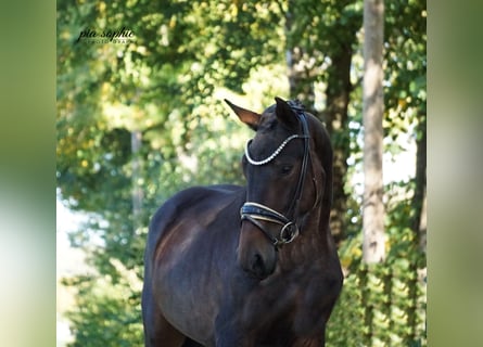 German Sport Horse, Mare, 3 years, 15.1 hh, Bay-Dark