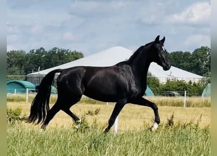 German Sport Horse, Mare, 3 years, 15.2 hh, Black