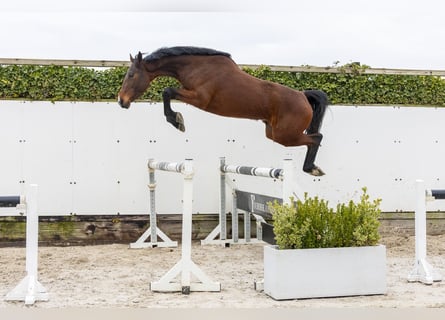 German Sport Horse, Mare, 3 years, 15.2 hh, Brown