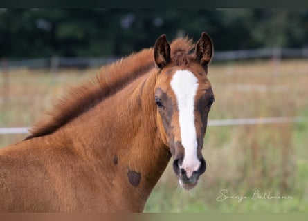 German Sport Horse, Mare, 3 years, 15.2 hh, Chestnut