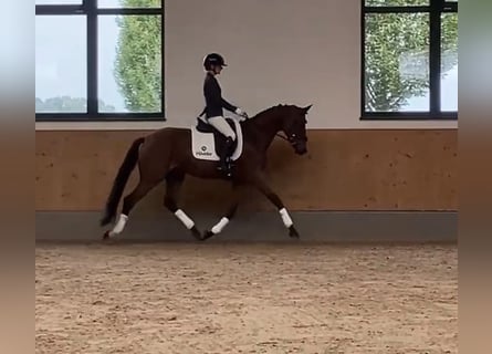 German Sport Horse, Mare, 3 years, 15.3 hh, Brown